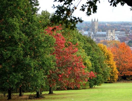 Some autumn trees in a Canterbury park