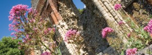 Some pink flowers growing outside a castle