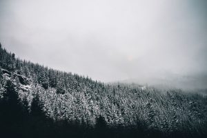 A frosty foggy forest