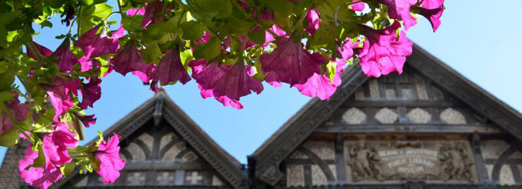 Some hanging pink flowers in the foreground with some rooftops in the background