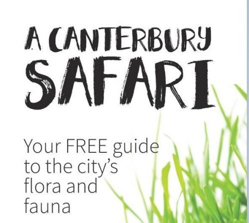 A Canterbury Safari - your FREE guide to the city's flora and fauna