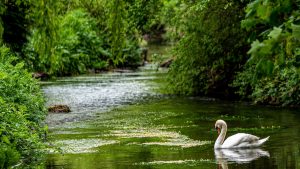 A photo of a swan sitting on a river
