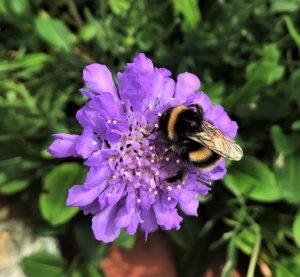 A photo of a bee on a purple flower