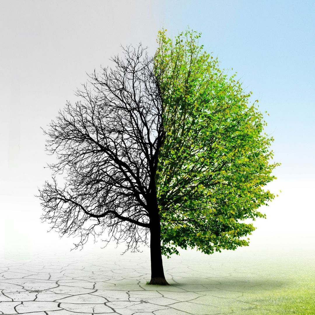 An edited photo of a tree - on the left it is dead, on the right it is full and green and healthy