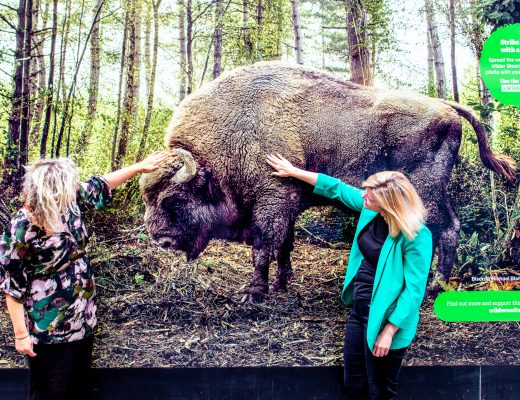 A photo of two women looking at a large poster of a buffalo